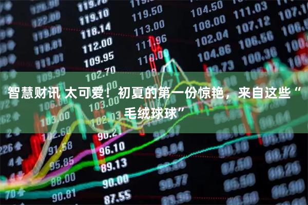 智慧财讯 太可爱！初夏的第一份惊艳，来自这些“毛绒球球”